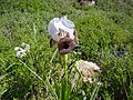 Lliri de Nazaret, Iris bismarckiana