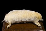 European Mole (Talpa europaea Linnaeus, 1758)