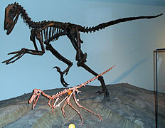 Squelettes de Buitreraptor et Deinonychus.