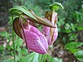 Lady's slipper