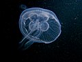 Fotografia d'una medusa Aurelia aurita, autre exemple d'animau dotat d'un idrosquelèt.
