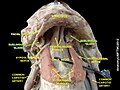 Sublingual gland