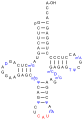 Eine tRNAMet, nicht die Initiator-tRNA (siehe unten), aus S. cerevisiae