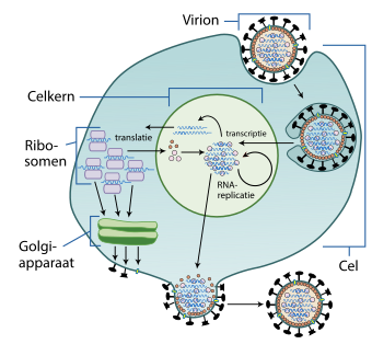 Replicatiecyclus van een influenzavirus. De virale glycoproteïnen komen op het membraan terecht, alwaar nieuwe virions afsnoeren.