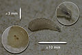 Asticot de mouche avec encarts de la tête, à gauche, et de l'anus, à droite