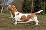 Basset Hound