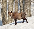 Japanese serow