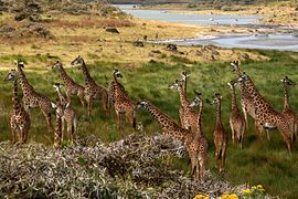 Nôrodne zwierzãta - żirafë