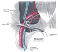 The spermatic cord in the inguinal canal.