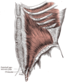겨드랑의 경계와 함께 가슴과 팔 앞쪽의 깊은 근육이 그려진 그림 . 바깥갈비사이근은 아래쪽 중앙에 표시되었다.