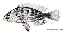 Description de l'image Haplochromis eduardianus2.jpg.