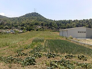 Нива посадена со кромид во Драчево