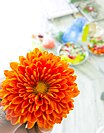 Orange Dahlia