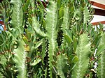 Euphorbia trigona är en vanlig krukväxt. Svensk Kulturväxtdatabas kallar den "trekantseuforbia", folk i allmänhet kallar den "High Chaparral" (om de inte säger "kaktus").