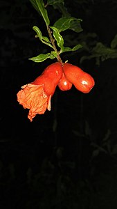 flora de pomegranate in visakhapatnam