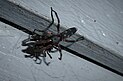 Männliche Weißschwanzspnne mit anderer Spinne als Beute