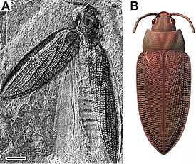 †Moravocoleus permianus (†Tshekardocoleidae). Ископаемое и реконструкция