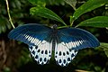 Image 3 Papilio polymnestor Photograph credit: Jeevan Jose Papilio polymnestor, the blue Mormon, is a species of swallowtail butterfly found in southern India and Sri Lanka. It is a woodland species, often seen on forest paths and near streams. The larvae feed on trees in the family Rutaceae, such as citrus. Young larvae are green with white markings and position themselves on the upper surface of leaves, relying on their cryptic colouring, which resembles bird droppings, for protection. Older larvae seek less conspicuous locations, and have a unique habit of securing their balance by weaving silk on the substratum. This adult male P. polymnestor butterfly was photographed in the Indian state of Kerala. More selected pictures