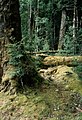 Image 15Cool temperate rainforest in Tasmania, Australia (from Old-growth forest)