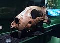 череп од пештерски лав ископан во близина на местото Крејфорд во (Бексли)