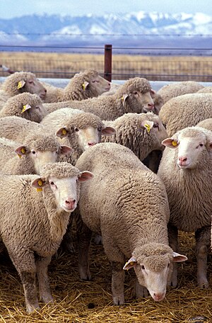 קבוצת כבשים מזן מרינו בתחנה האמריקאית לניסויים בכבשים שבאיידהו ומונטנה.