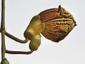 Flower bud in Kolkata, West Bengal, India.