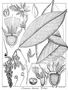 Description de l'image Parinarium indicum Govindoo.jpg.