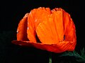 Close-up of an Oriental poppy (Papaver orientale).