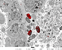 Correlative light and electron microscopy of Poribacteria cells within the sponge Aplysina aerophoba