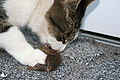 前脚を使いネズミを食べる猫