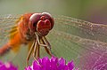 Image 68Numerous species of Dragonflies are native in Bangladesh. The pictured specimen was photographed at Baldha Garden, Dhaka. Photo Credit: Azim Khan Ronnie