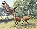 2 December: A Giant Haasts eagle attacking a New Zealand moa.