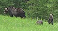 母熊と2頭の子熊