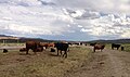 Image 66Cattle near the Bruneau River in Elko County (from Nevada)