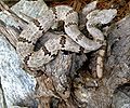 Грымучнік скальны (Crotalus lepidus)