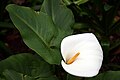 马蹄莲（Zantedeschia aethiopica）