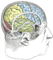 Disegno che illustra la relazione tra il cervello ed il cranio.