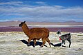 Hai mẹ con lạc đà không bướu tại hồ muối cạn Laguna Colorada, Bolivia.