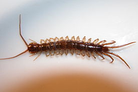 Обыкновенная костянка (Lithobius forficatus)