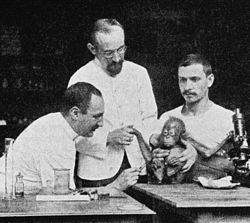 לודוויג הלברשטטר (משמאל) וסטניסלאוס פון פרובזק (אנ') (במרכז) עורכים ניסוי על אדם המחזיק אורנגאוטן, במהלך מחקרם על גרענת, בערך 1907.