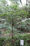 Sapling at the Chengdu Botanical Garden