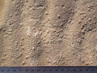Sand stromatolites, such as these encrusting a ripple marked surface, are common sedimentary structures associated with microbial activity.