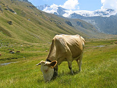 Bos taurus (vache domestique européenne)