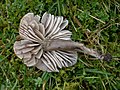 Neohygrocybe fornicata