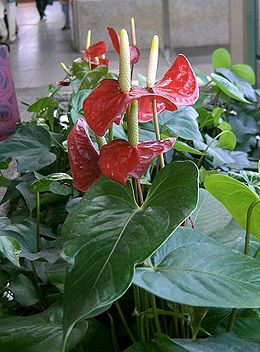 Andrės anturis (Anthurium andraeanum)