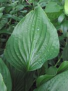 Hosta kromnervig