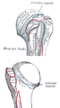 Insertion humérale du muscle infra-épineux.