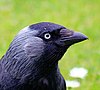 Adult of Jackdaw subspecies spermologus