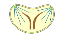 pleuromitosi intranuklear itxia