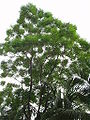 A tree in Bangladesh